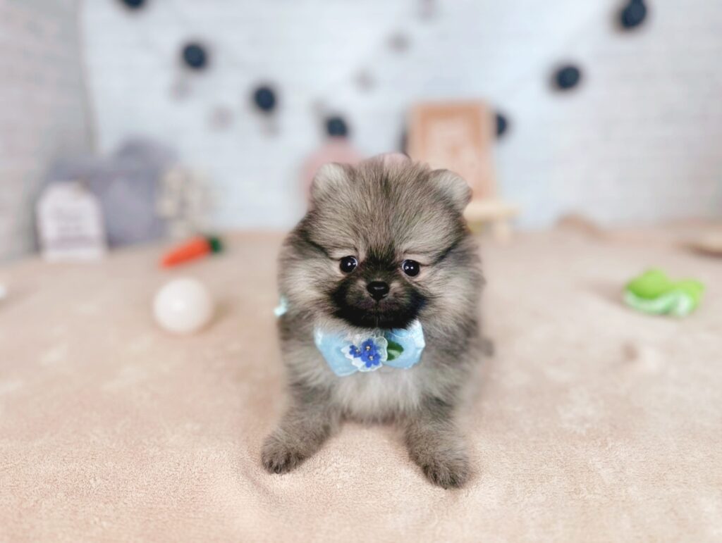 photo-output_4 ポメラニアン ♂ ぷあBaby(識別番号250710101)写真1