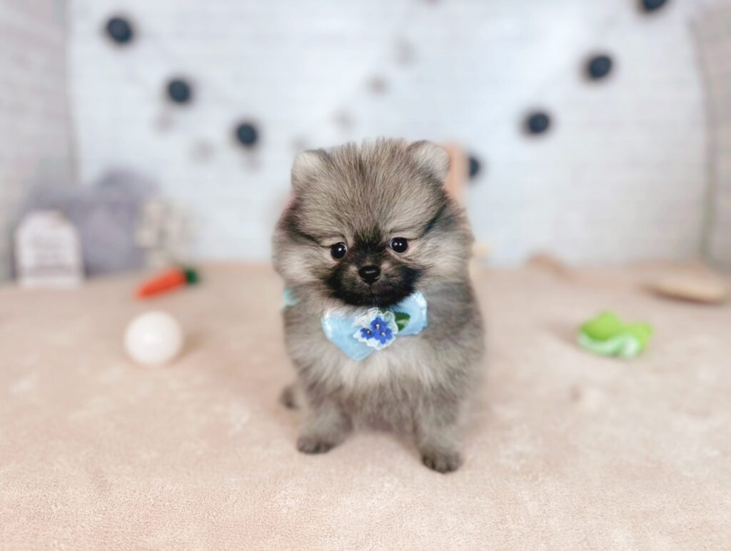 photo-output_5 ポメラニアン ♂ ぷあBaby(識別番号250710101)写真2