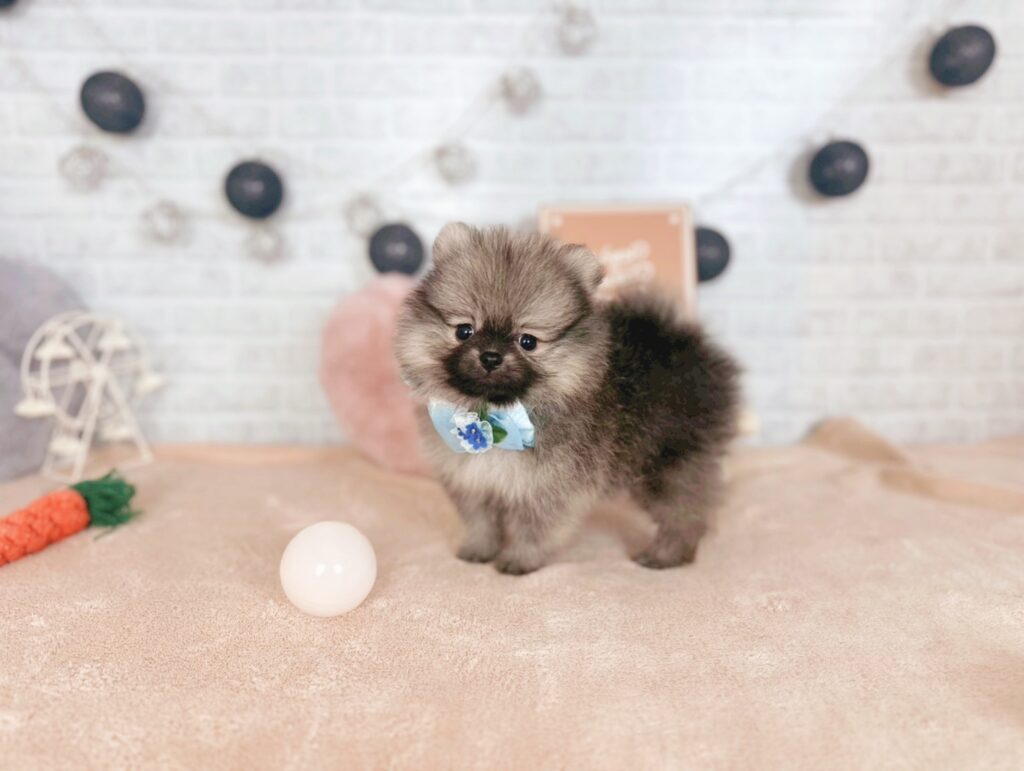 photo-output_6 ポメラニアン ♂ ぷあBaby(識別番号250710101)写真3