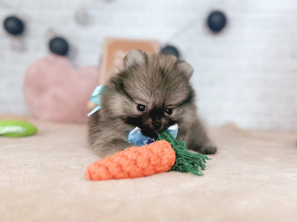 photo-output_7 ポメラニアン ♂ ぷあBaby(識別番号250710101)写真4