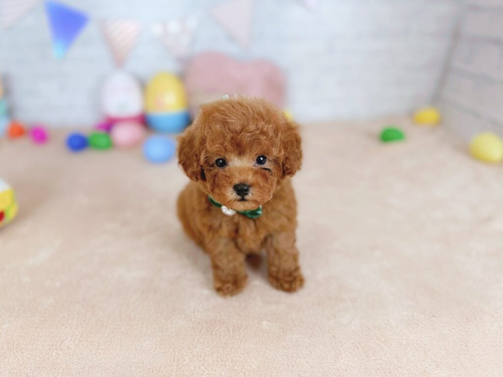 photo-output_6 トイプードル ♂ だぐBaby(識別番号260101103)写真3