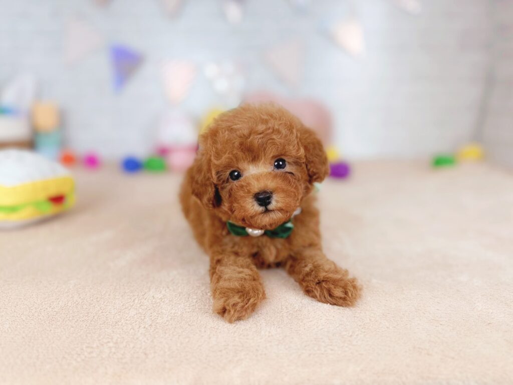 photo-output_7 トイプードル ♂ だぐBaby(識別番号260101103)写真2