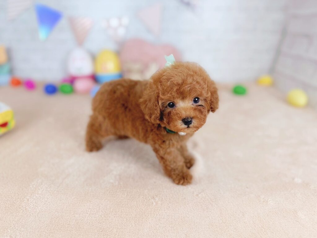 photo-output_8 トイプードル ♂ だぐBaby(識別番号260101103)写真4