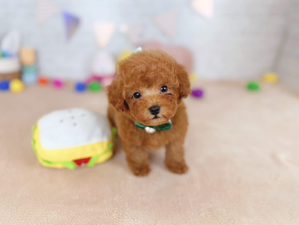 photo-output_9 トイプードル ♂ だぐBaby(識別番号260101103)写真1