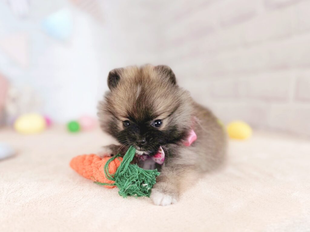 photo-output_0 ポメラニアン ♀ いなりBaby(識別番号260423102)写真4