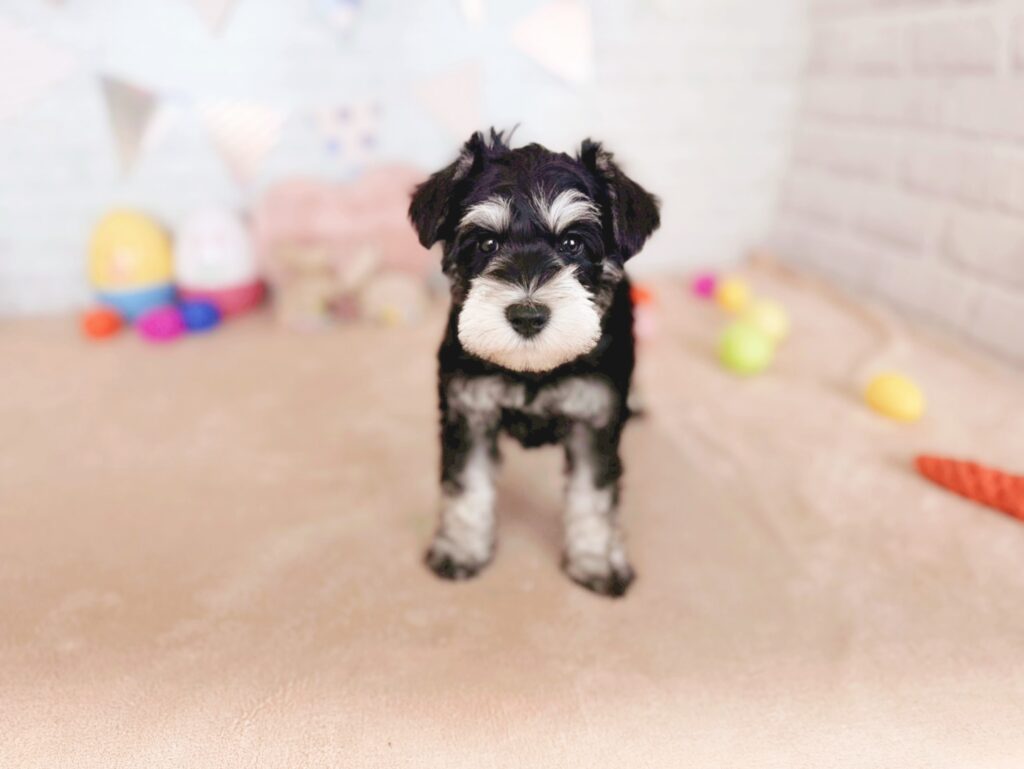 札幌 ペットショップだんぼ ミニチュアシュナウザー 子犬 男の子 ブラック＆シルバー