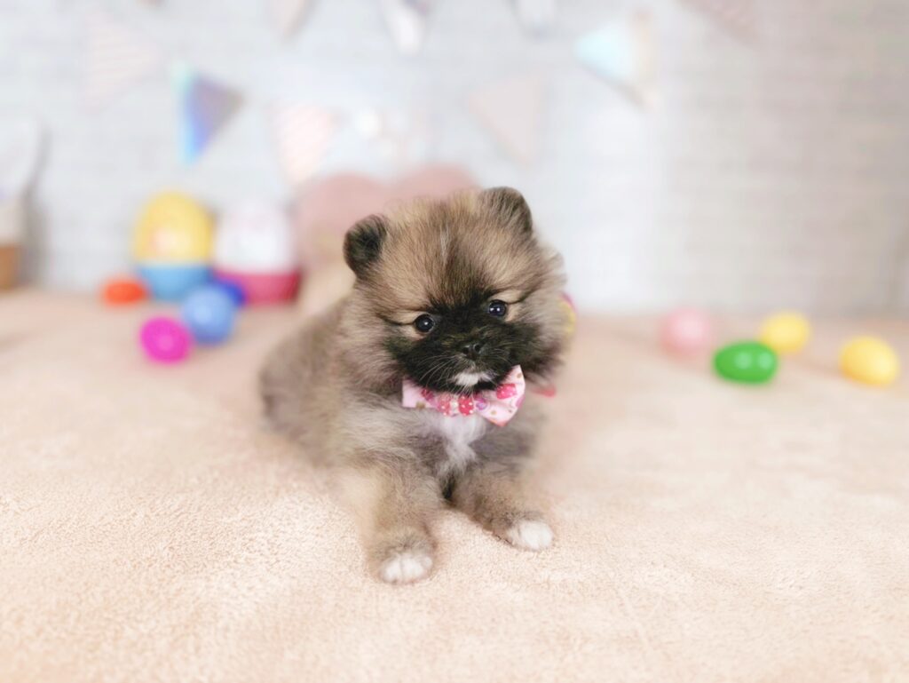 photo-output_1 ポメラニアン ♀ いなりBaby(識別番号260423102)写真3