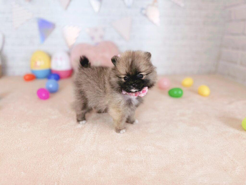 photo-output_2 ポメラニアン ♀ いなりBaby(識別番号260423102)写真2