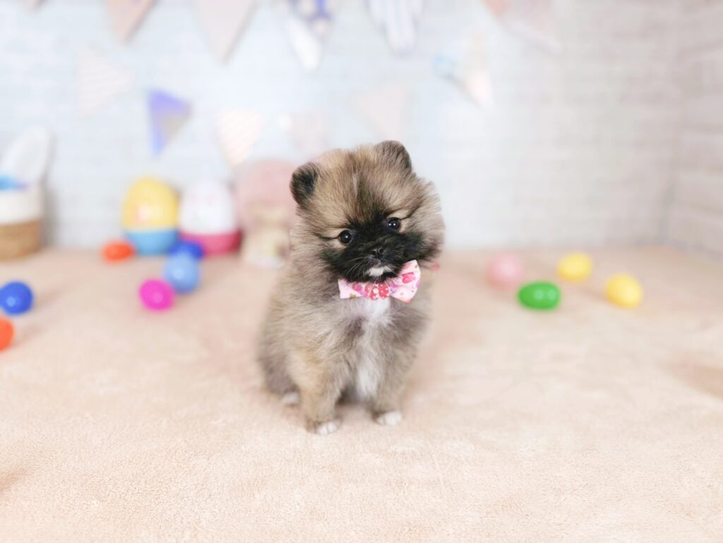 photo-output_3 ポメラニアン ♀ いなりBaby(識別番号260423102)写真1