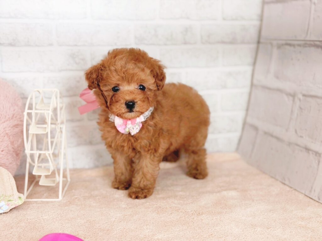ソイBaby トイプードル ♀ 260507103（識別番号260507103）写真1