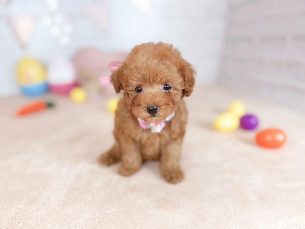 ソイBaby トイプードル ♀ 260507103（識別番号260507103）写真2