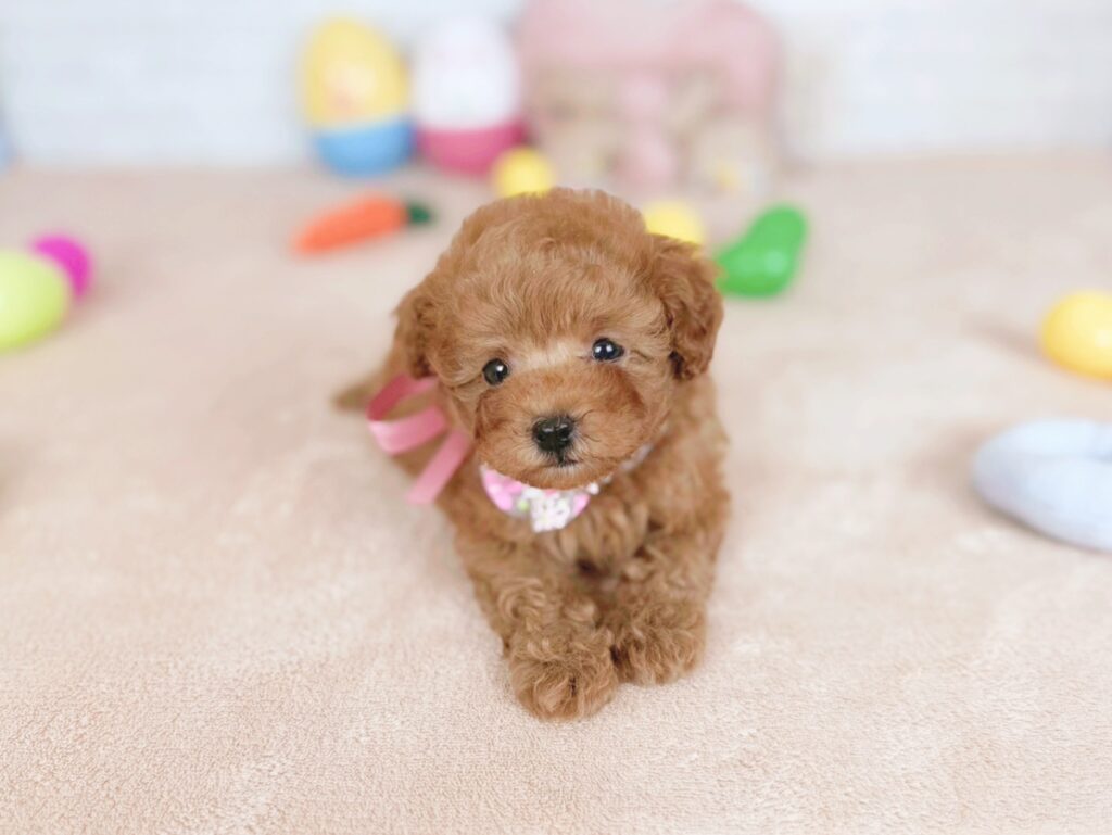 ソイBaby トイプードル ♀ 260507103（識別番号260507103）写真3