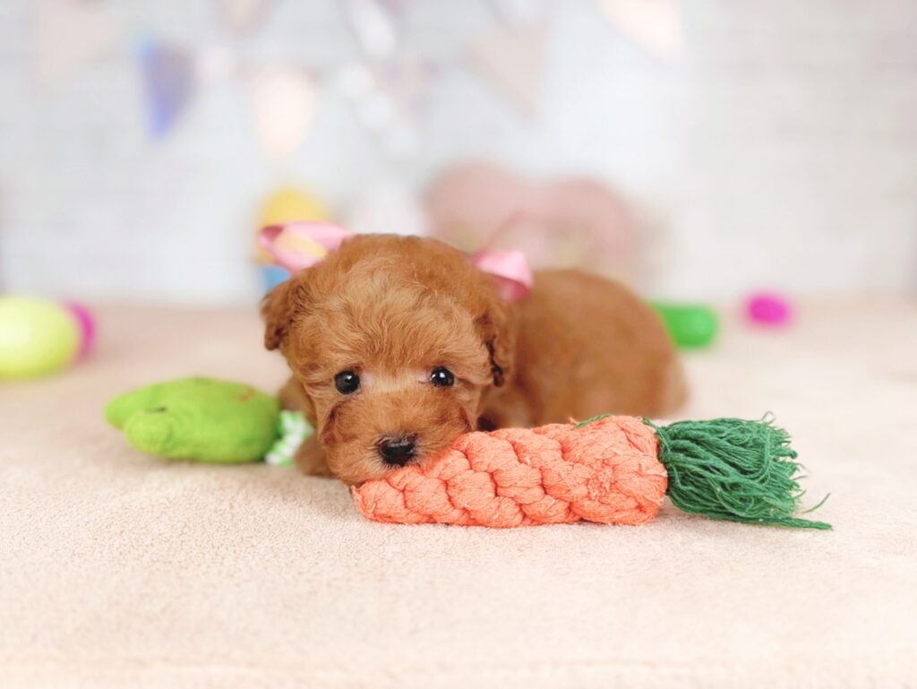 ソイBaby トイプードル ♀ 260507103（識別番号260507103）写真4
