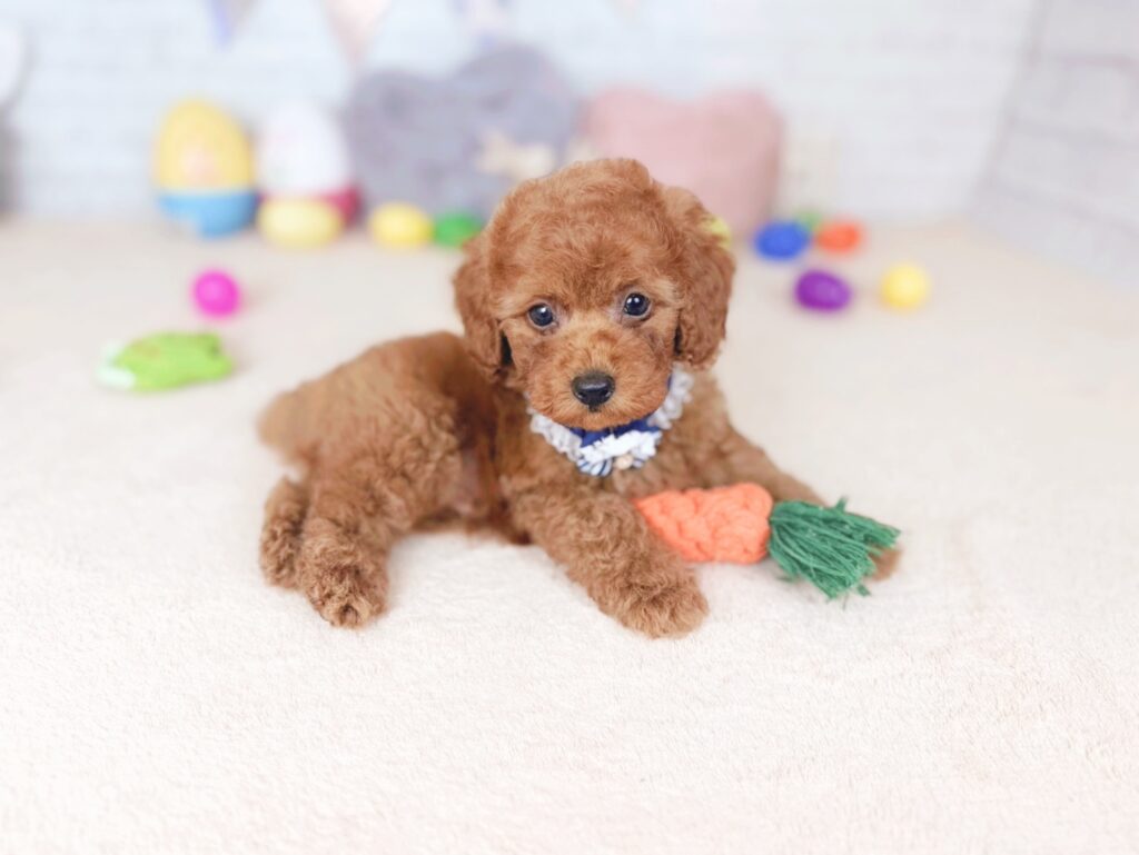 だぐBaby トイプードル ♂ 260702101（識別番号260702101）写真4