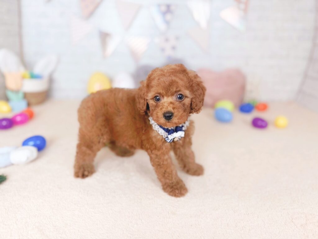 だぐBaby トイプードル ♂ 260702101（識別番号260702101）写真3
