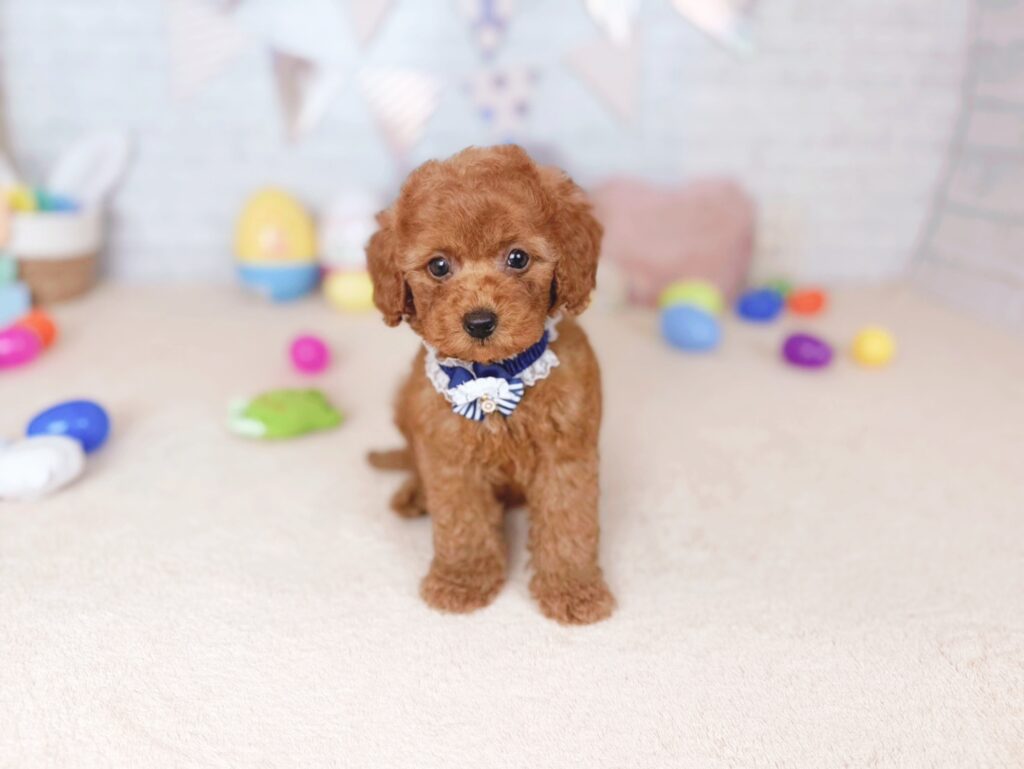 だぐBaby トイプードル ♂ 260702101（識別番号260702101）写真1