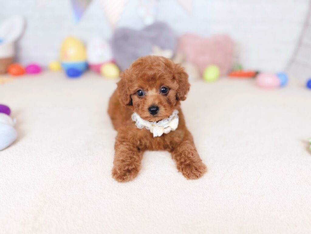 だぐBaby トイプードル ♀ 260702106（識別番号260702106）写真2