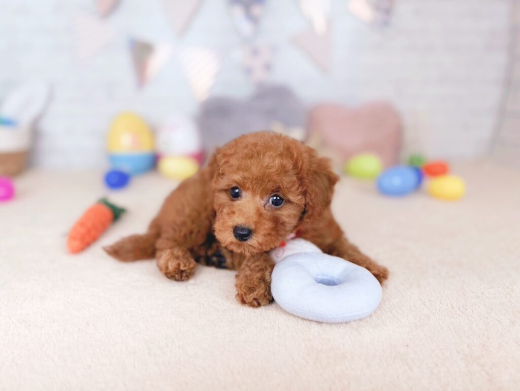 260702105♀トイプードルだぐあげぱん(3) だぐBaby トイプードル ♀ 260702105(識別番号260702105)写真4