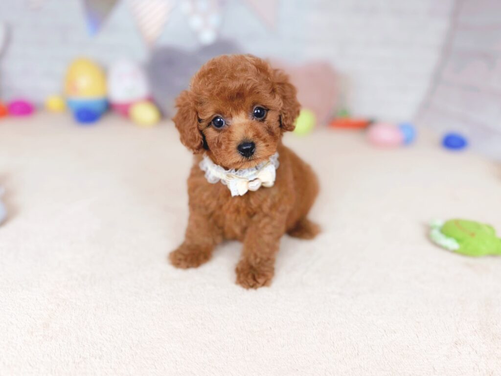 だぐBaby トイプードル ♀ 260702106（識別番号260702106）写真1
