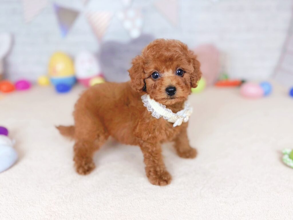 だぐBaby トイプードル ♀ 260702106（識別番号260702106）写真3