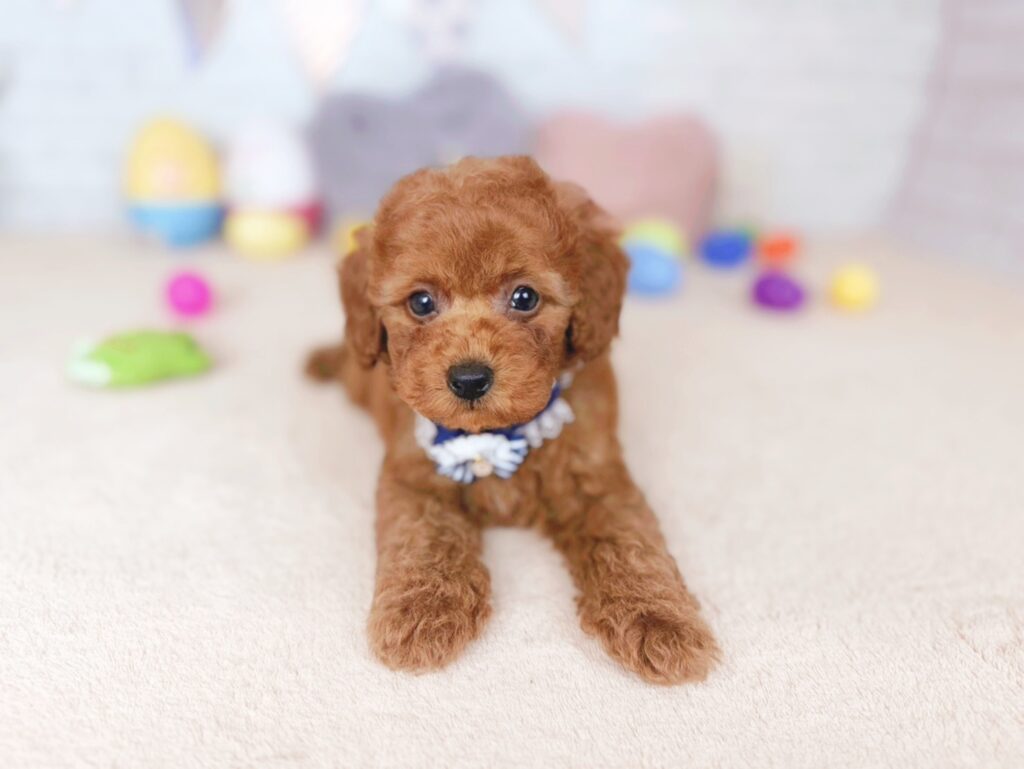 だぐBaby トイプードル ♂ 260702101（識別番号260702101）写真2