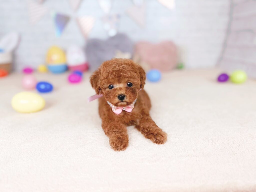 わさびBaby タイニープードル ♀ 260618101（識別番号260618101）写真3