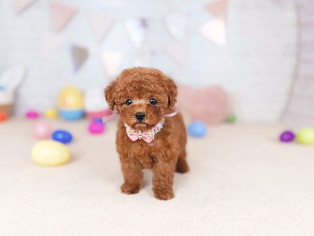 わさびBaby タイニープードル ♀ 260618101（識別番号260618101）写真5