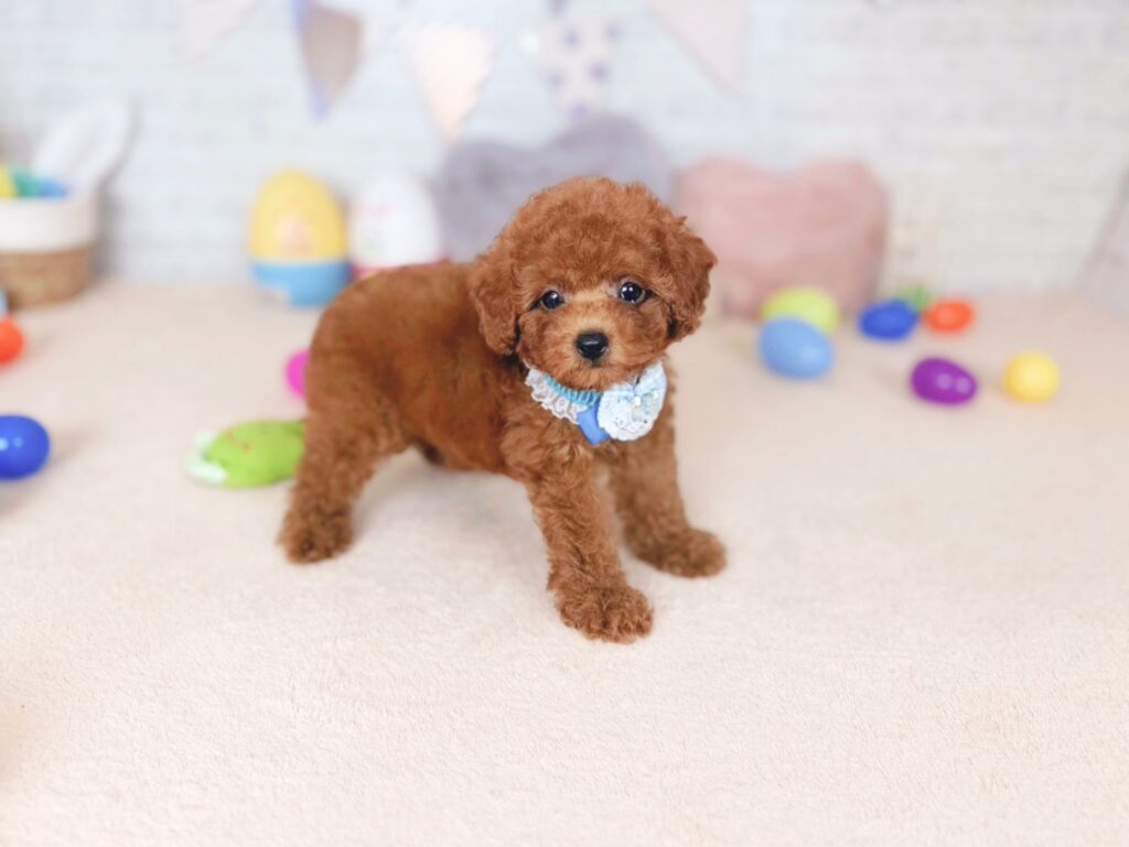 だぐBaby トイプードル ♂ 260702103（識別番号260702103）写真3