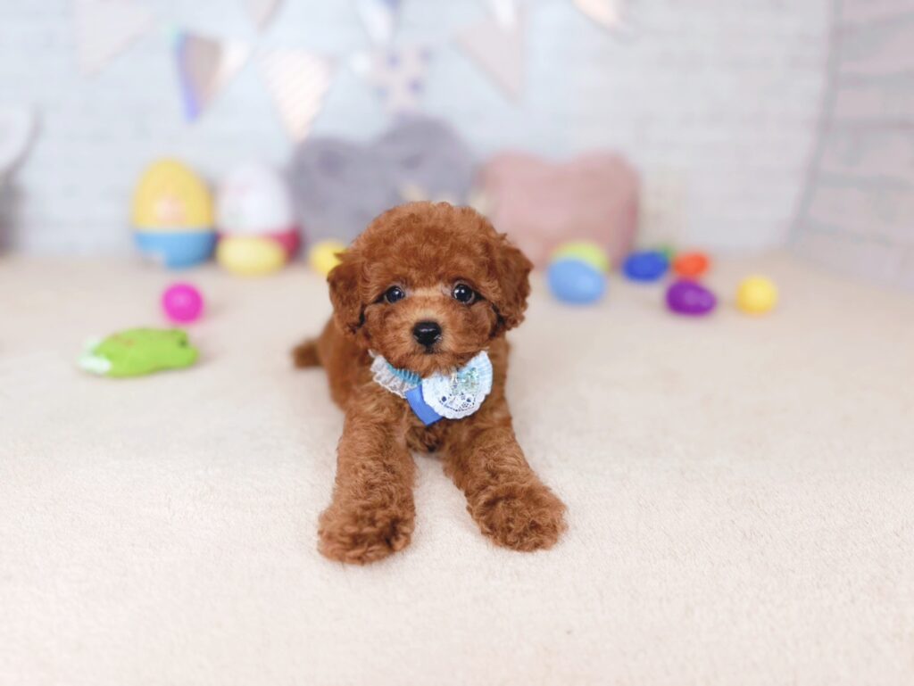 だぐBaby トイプードル ♂ 260702103（識別番号260702103）写真2