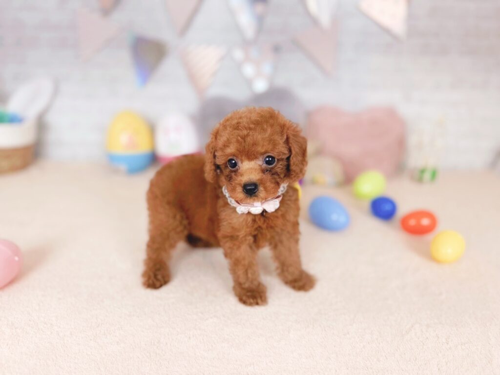 だぐBaby トイプードル ♀ 260702104（識別番号260702104）写真3