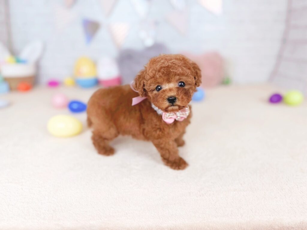 わさびBaby タイニープードル ♀ 260618101（識別番号260618101）写真4