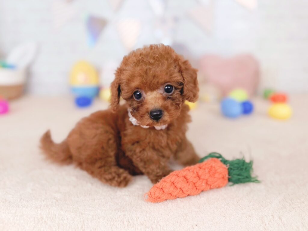 だぐBaby トイプードル ♀ 260702104（識別番号260702104）写真4