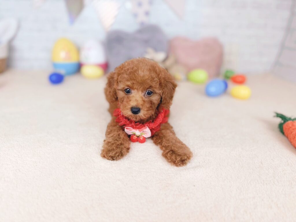 260702105♀トイプードルだぐあげぱん(2) だぐBaby トイプードル ♀ 260702105(識別番号260702105)写真3
