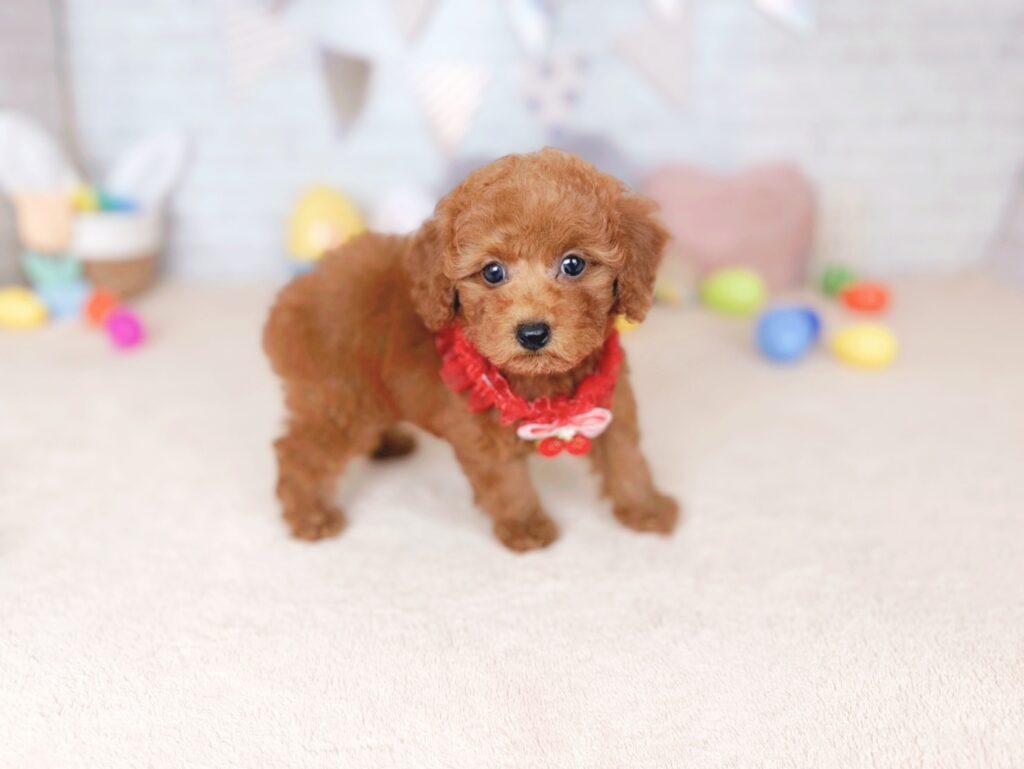 260702105♀トイプードルだぐあげぱん(1) だぐBaby トイプードル ♀ 260702105(識別番号260702105)写真2