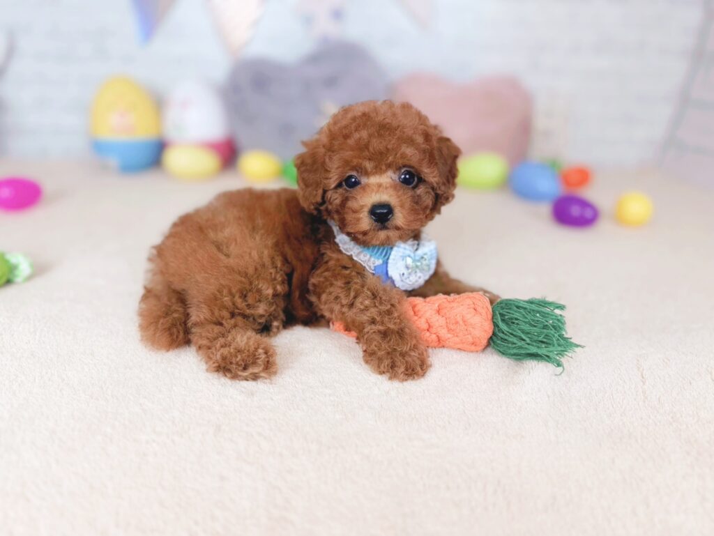 だぐBaby トイプードル ♂ 260702103（識別番号260702103）写真4