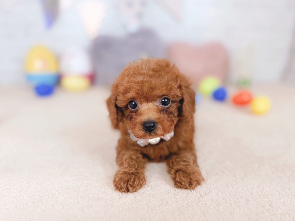 だぐBaby トイプードル ♀ 260702104（識別番号260702104）写真2