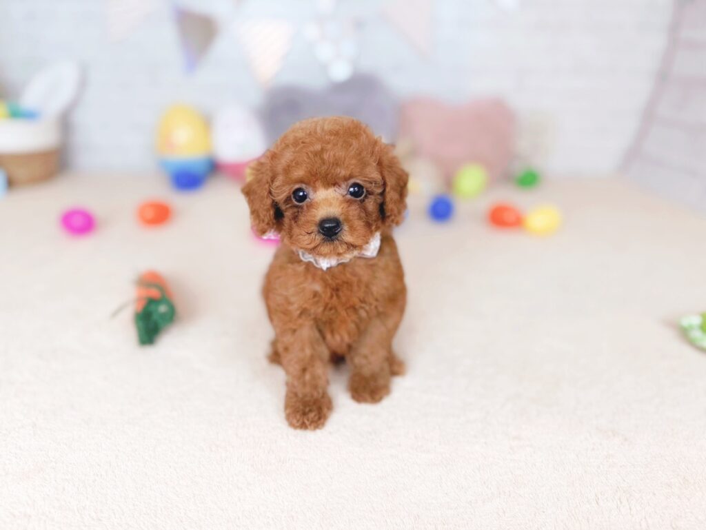 だぐBaby トイプードル ♀ 260702104（識別番号260702104）写真1
