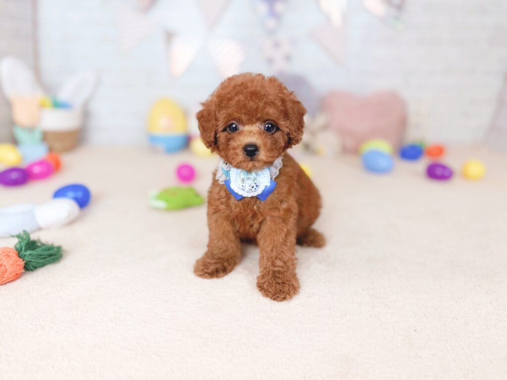 だぐBaby トイプードル ♂ 260702103（識別番号260702103）写真1