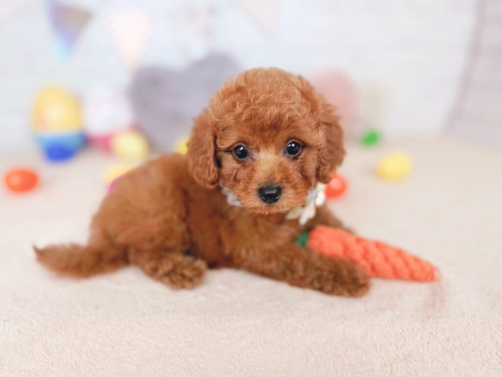 だぐBaby トイプードル ♀ 260702106（識別番号260702106）写真4