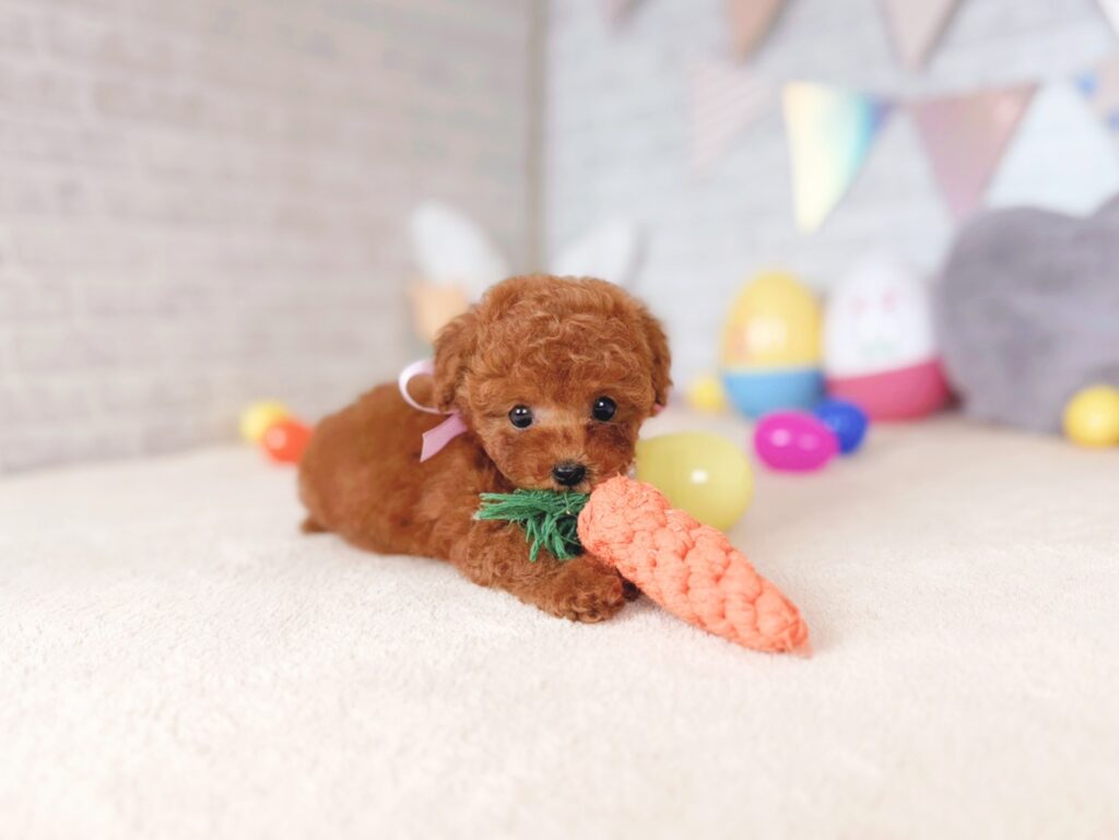 わさびBaby タイニープードル ♀ 260618101（識別番号260618101）写真2