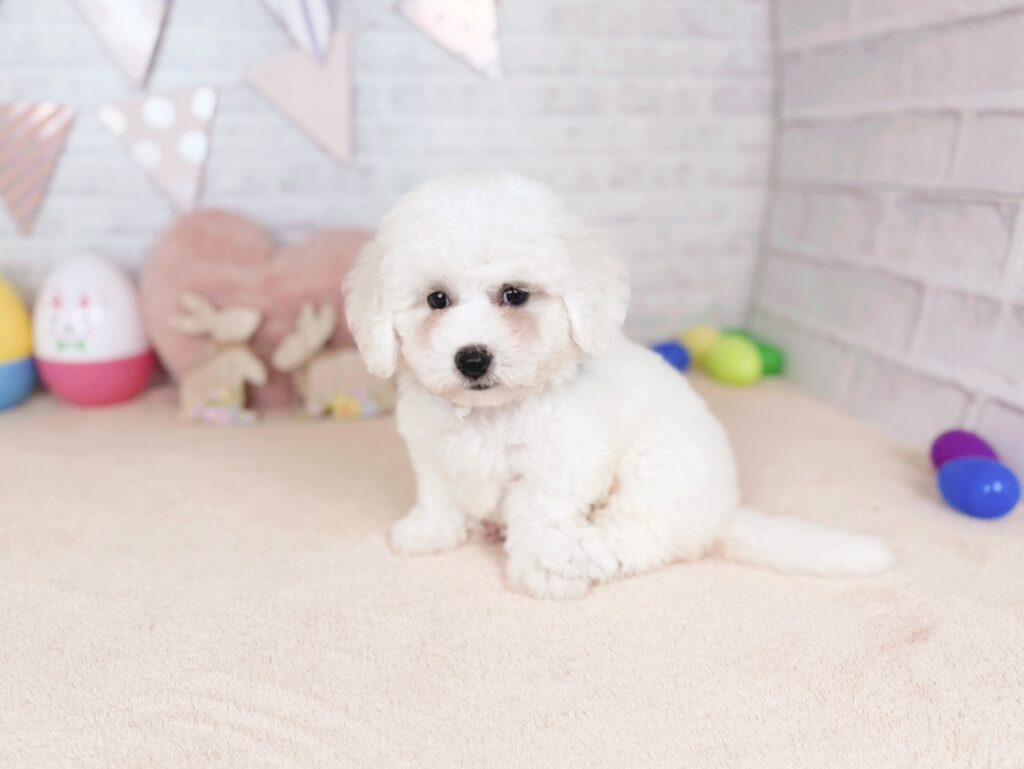 うどんBaby ビションフリーゼ ♂ 260528101（識別番号260528101）写真2