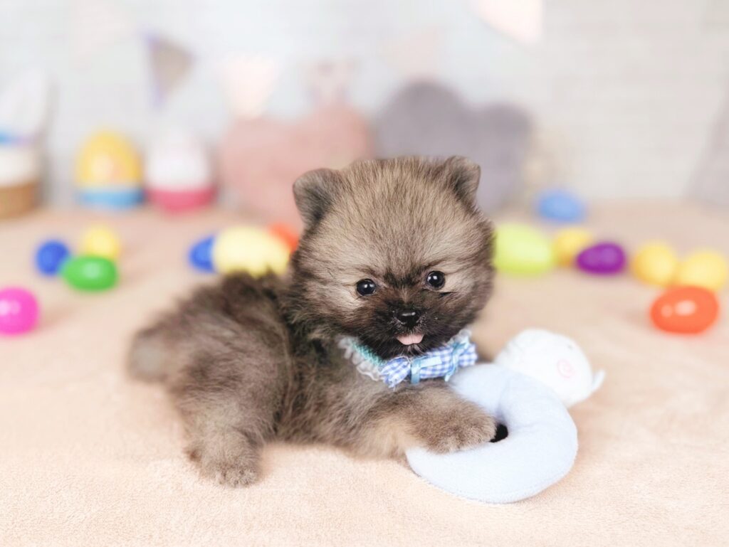 ぷあBaby ポメラニアン ♂ 260716102（識別番号260716102）写真4