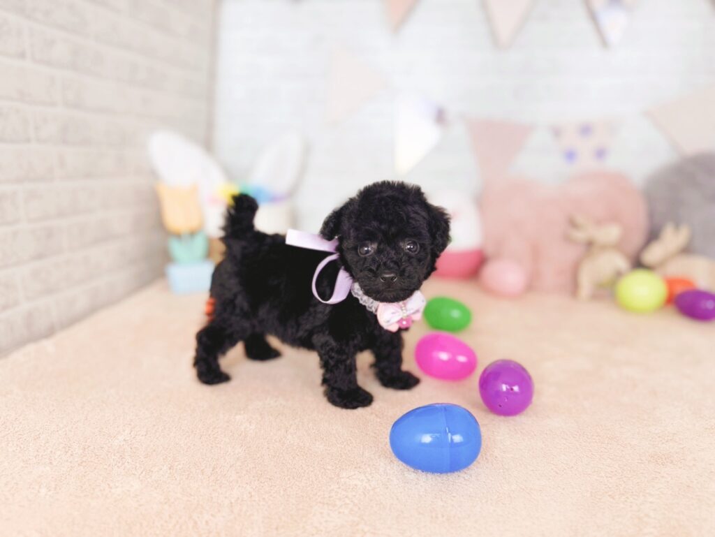 トイプードル ♀ 260722401（識別番号260722401）写真2