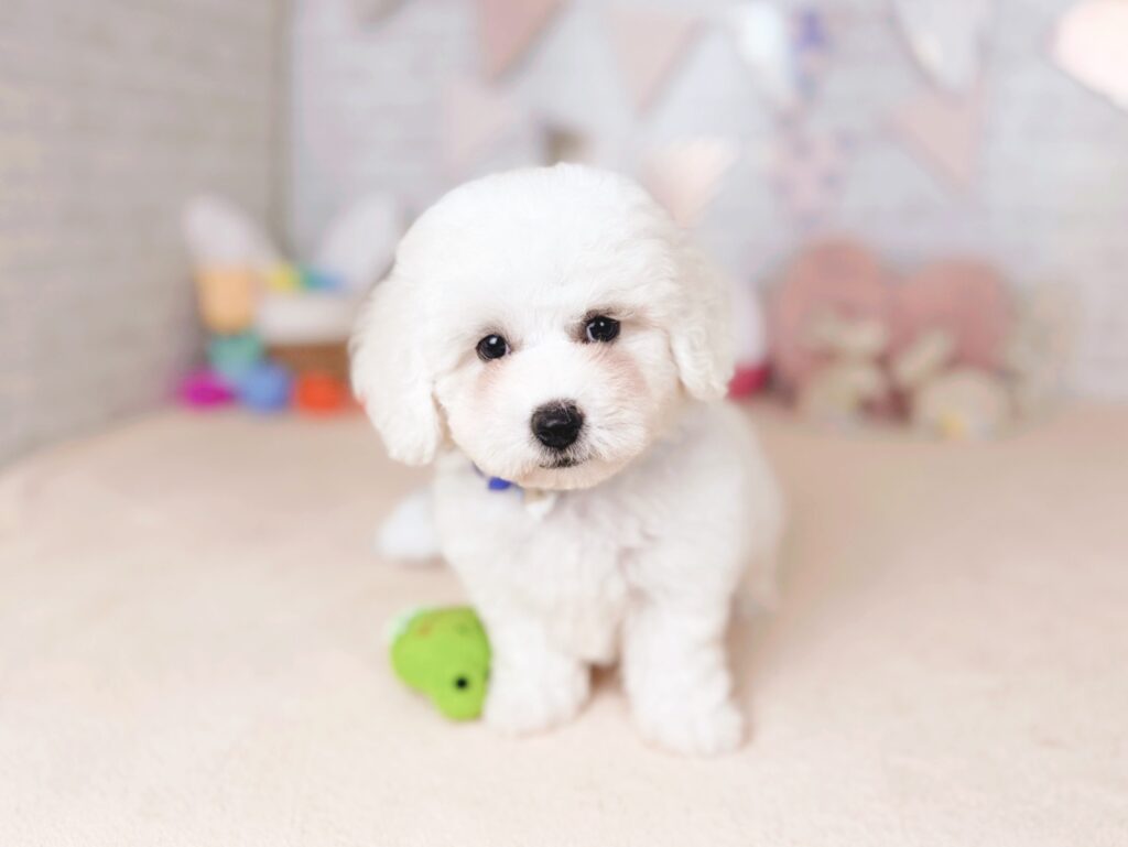 うどんBaby ビションフリーゼ ♂ 260528101（識別番号260528101）写真3
