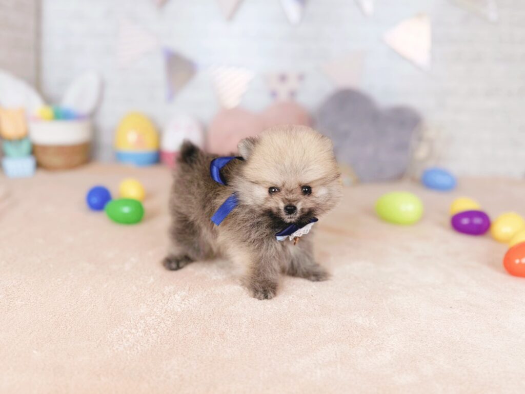 ぷあBaby ポメラニアン ♂ 260716103（識別番号260716103）写真2