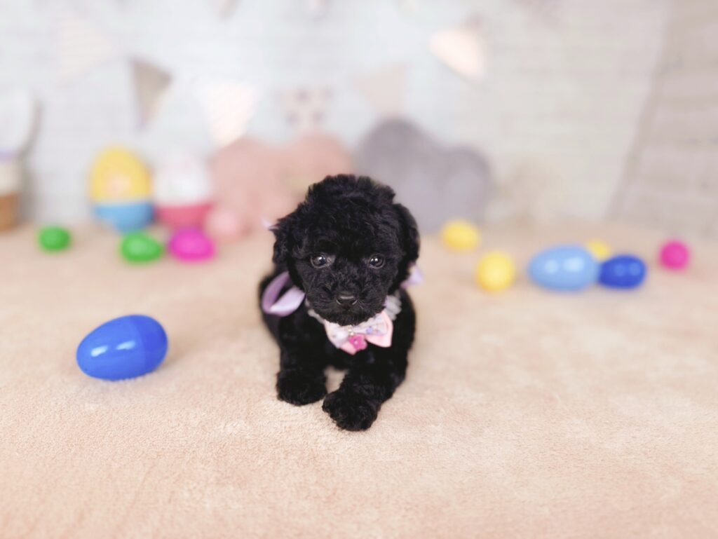 トイプードル ♀ 260722401（識別番号260722401）写真3