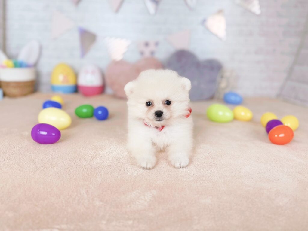 ぷあBaby ポメラニアン ♀ 260716104（識別番号260716104）写真3