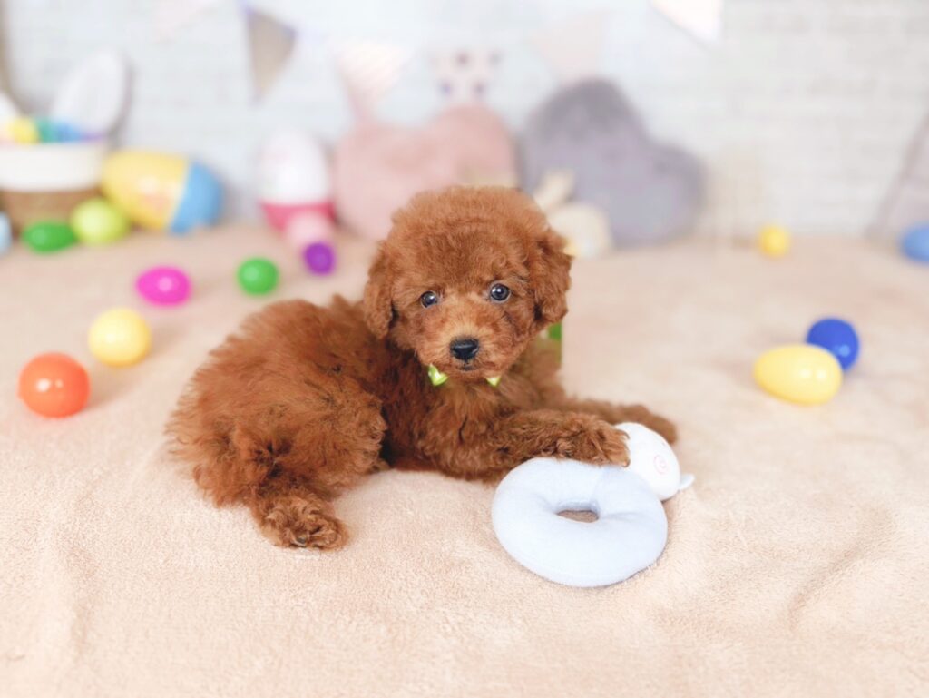 おびすBaby トイプードル ♂ 260723102（識別番号260723102）写真4