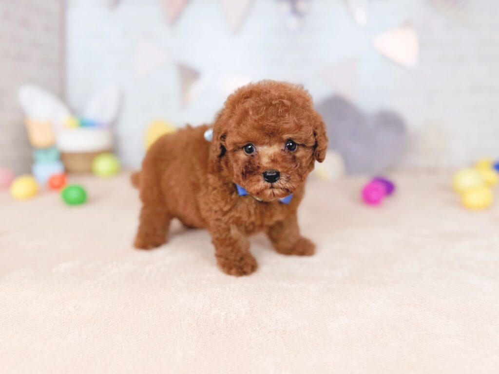 さんどBaby トイプードル ♂ 260716111（識別番号260716111）写真2