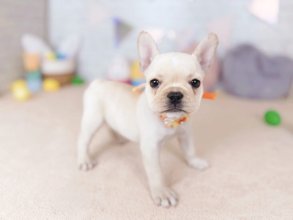 フレンチブルドッグ ♀ 260802401（識別番号260802401）写真2
